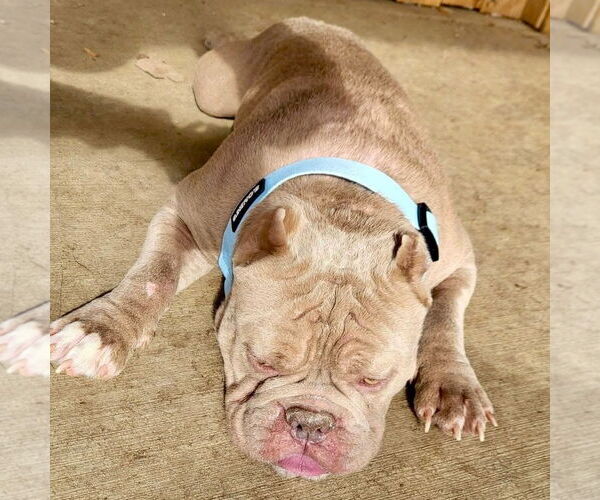 Medium Photo #12 Bulldog-Unknown Mix Puppy For Sale in Germantown, OH, USA