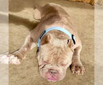 Small #11 Bulldog Mix