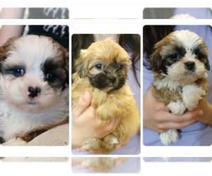 Maltese-Poodle (Toy) Mix Puppy for Sale in BURLINGTON, Massachusetts USA