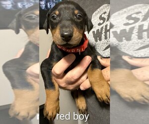 Doberman Pinscher Puppy for Sale in ADA, Oklahoma USA