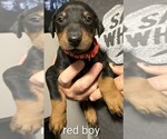 Small Doberman Pinscher