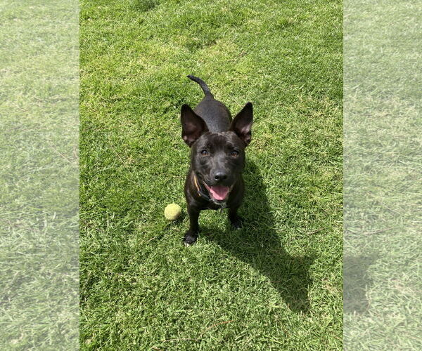 Medium Photo #2 Mutt Puppy For Sale in San Diego, CA, USA