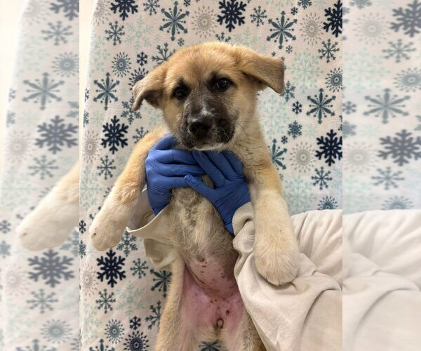 Medium Photo #3 Mutt Puppy For Sale in New York, NY, USA