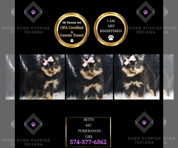 View Ad Pomeranian Puppy for Sale near Indiana, WARSAW, USA. ADN840170
