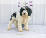 Puppy Comet Poodle (Miniature)