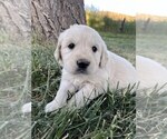 Small Photo #3 Golden Retriever Puppy For Sale in DE BEQUE, CO, USA