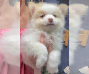 Pomeranian Puppy for sale in FAIRVIEW HEIGHTS, IL, USA