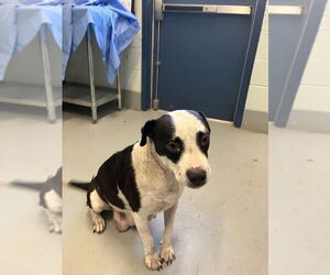 American Pit Bull Terrier-Unknown Mix Dogs for adoption in Corpus Christi, TX, USA