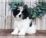 Small Photo #1 Lhasa-Poo Puppy For Sale in MOUNT VERNON, OH, USA