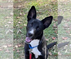Border Collie-Unknown Mix Dogs for adoption in Matthews, NC, USA