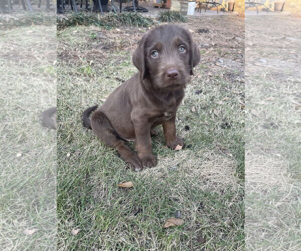 Medium Photo #2 Labrador Retriever-Unknown Mix Puppy For Sale in The Woodlands, TX, USA