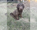 Small #1 Labrador Retriever Mix