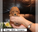 Small #2 Cavapoo (Miniature)