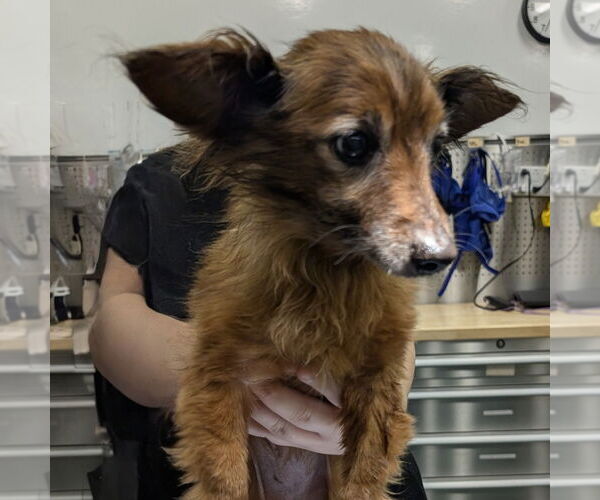 Medium Photo #1 Papillon-Unknown Mix Puppy For Sale in Chico, CA, USA