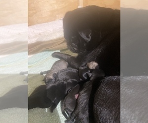 Mother of the Pug puppies born on 09/11/2022