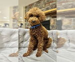 Small Poodle (Miniature)