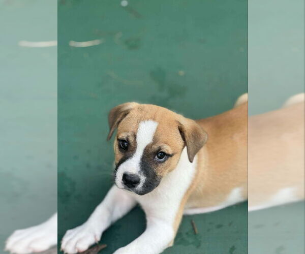 Medium Photo #2 Plott Hound-Unknown Mix Puppy For Sale in Wyoming, MI, USA