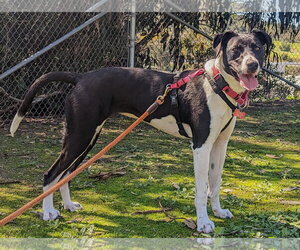 Lucy - Female Lab-Pointer Dog for Adoption - Photo #10