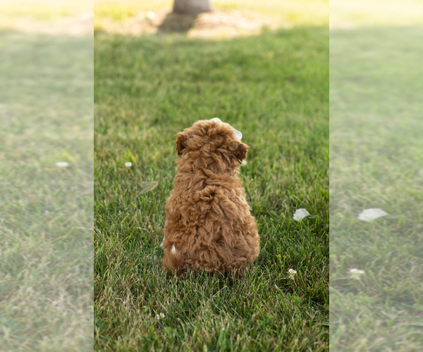 Medium Photo #5 Goldendoodle-Poodle (Miniature) Mix Puppy For Sale in BREMEN, IN, USA