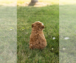 Small #4 Goldendoodle-Poodle (Miniature) Mix