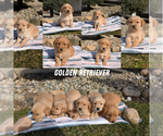 Small Golden Retriever