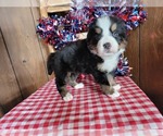 Small Photo #35 Bernese Mountain Dog Puppy For Sale in BLACK FOREST, CO, USA