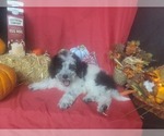 Small Photo #6 Bernedoodle-Poodle (Toy) Mix Puppy For Sale in BLACK FOREST, CO, USA