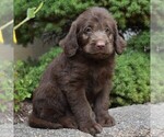 Small Photo #3 Labradoodle Puppy For Sale in MILLERSTOWN, PA, USA