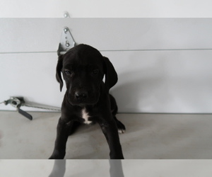 Great Dane Puppy for sale in MISHAWAKA, IN, USA
