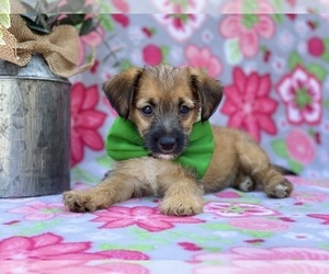Jack-A-Poo Puppy for sale in LANCASTER, PA, USA