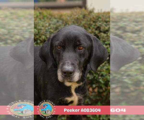 Medium Photo #2 Labrador Retriever-Unknown Mix Puppy For Sale in Mobile, AL, USA