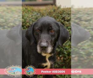 PEEKER - Male Labrador Retriever-Unknown Mix Dog for Adoption - Photo #2