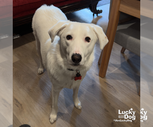 Great Pyrenees-Unknown Mix Dogs for adoption in Washington, DC, USA