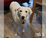 Small Great Pyrenees Mix