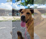 Small #15 Labrador Retriever Mix