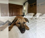 Small #2 Retriever  Mix
