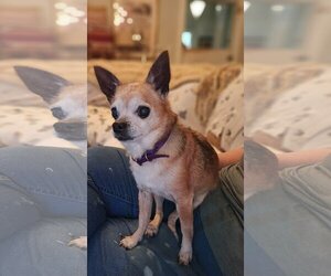 Chihuahua Dogs for adoption in Woodbury, NY, USA