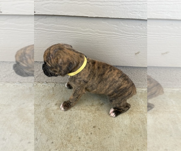 Medium Photo #29 Boxer Puppy For Sale in LUCERNE VALLEY, CA, USA