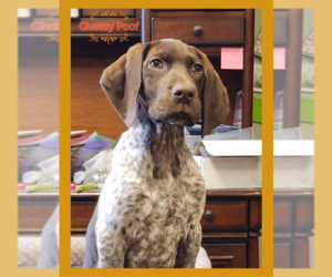 Mother of the German Shorthaired Pointer puppies born on 06/05/2026