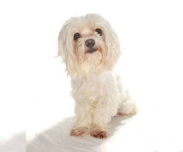 Medium Photo #3 Maltese Puppy For Sale in Oakland Park, FL, USA