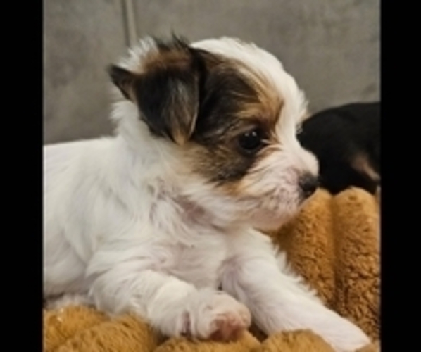 Medium Photo #1 Yorkshire Terrier Puppy For Sale in SALEM, OR, USA