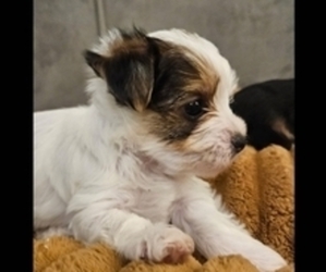 Yorkshire Terrier Puppy for sale in SALEM, OR, USA