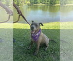 Small #4 American Staffordshire Terrier Mix