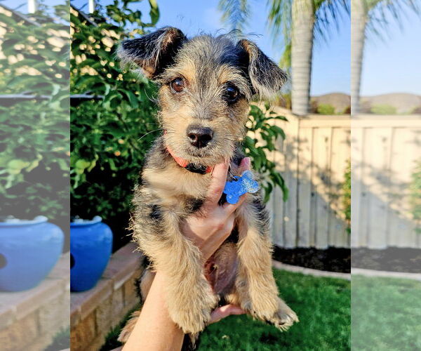 Medium Photo #5 Border Terrier-Norfolk Terrier Mix Puppy For Sale in Corona, CA, USA
