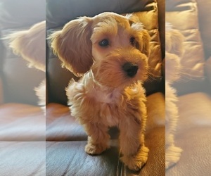 Schnoodle (Miniature) Puppy for sale in GOODE, VA, USA