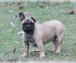 Small Photo #1 French Bulldog Puppy For Sale in GRAVETTE, AR, USA