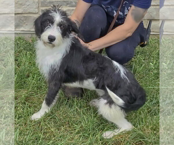 Medium Photo #3 Border Collie-Unknown Mix Puppy For Sale in Huntley, IL, USA