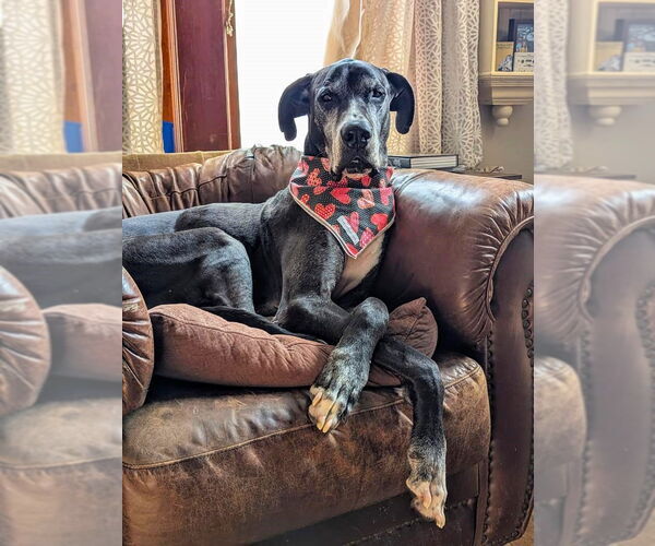 Medium Photo #3 Great Dane Puppy For Sale in St. Louis Park, MN, USA