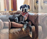 Small #2 Great Dane