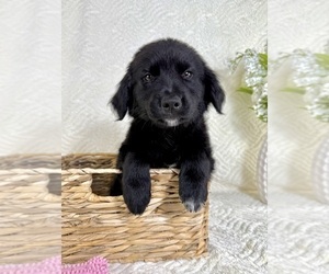 Golden Shepherd Puppy for sale in GREENFIELD, IN, USA